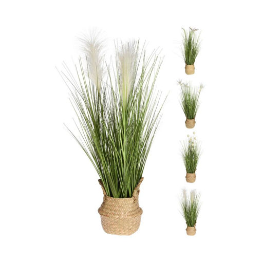 GRASS PLANT IN BASKET 4ASS