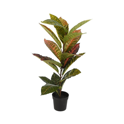 PLANT CALATHEA IN PP POT 65CM