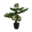 BONSAI ΔΕΝΤΡΟ  H80