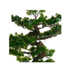 BONSAI ΔΕΝΤΡΟ  H80